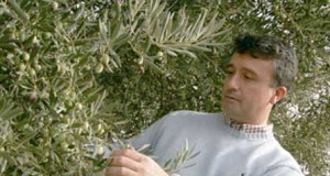 Apadrina a un olivo y ponle tu nombre