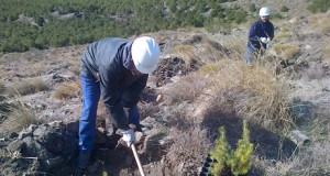Comienza la repoblación de 22,5 hectáreas de monte en Gérgal