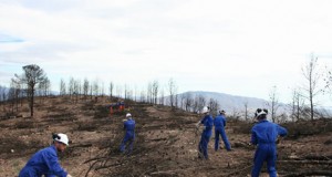 Comienza la recuperación del monte quemado en el incendio de Alhama