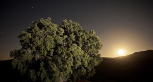 José Vico gana el XVIII safari fotográfico Sierra de Serón