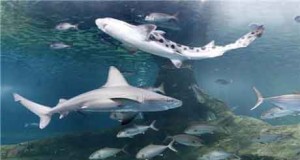 El Aquarium de Roquetas de Mar podrá contar con el Ayuntamiento roquetero para su promoción
