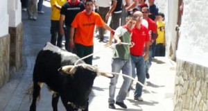 El domingo los toros ‘ensogaos’ de Ohanes se arrodillarán delante de San Marcos