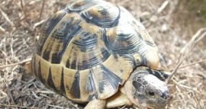 Tras las huellas de la tortuga mora