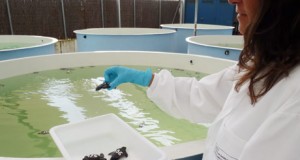 El programa de anidación de tortuga boba alcanza las 900 crías nacidas en Cabo de Gata