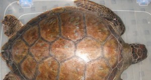 Encuentran por primera vez una tortuga verde en la costa levantina