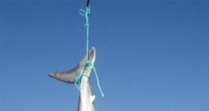 ¿Un tiburón blanco en Carboneras?