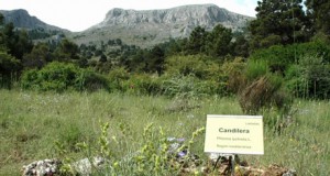 Profesores de Almería se forman en la divulgación de los jardines botánicos