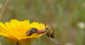 La diversidad genética es clave para la conservación de las especies