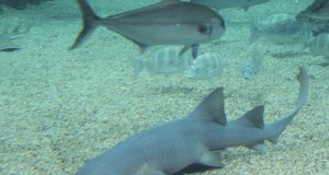 El Aquarium de Roquetas vive sus últimas jornadas antes del cierre por navidad